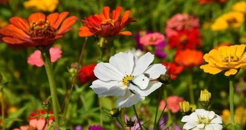 勇敢的花（以花朵的勇敢之姿）