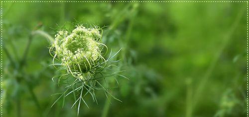 萝卜花的颜色和特点（探寻萝卜花的奥秘）