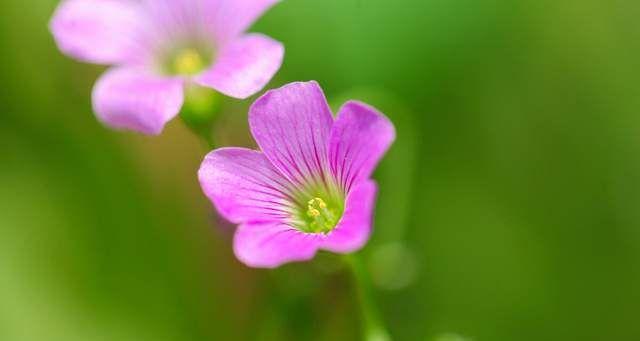 友情的花（以花语传递友情的深情厚意）