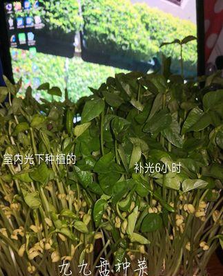 水萝卜种植方法及最佳播种时间（丰收攻略）