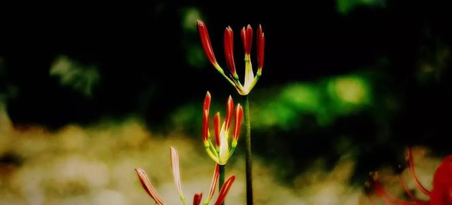 重逢的花海（花语中的重逢之美）