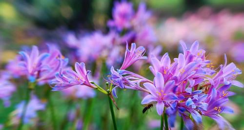 重逢的花海（花语中的重逢之美）