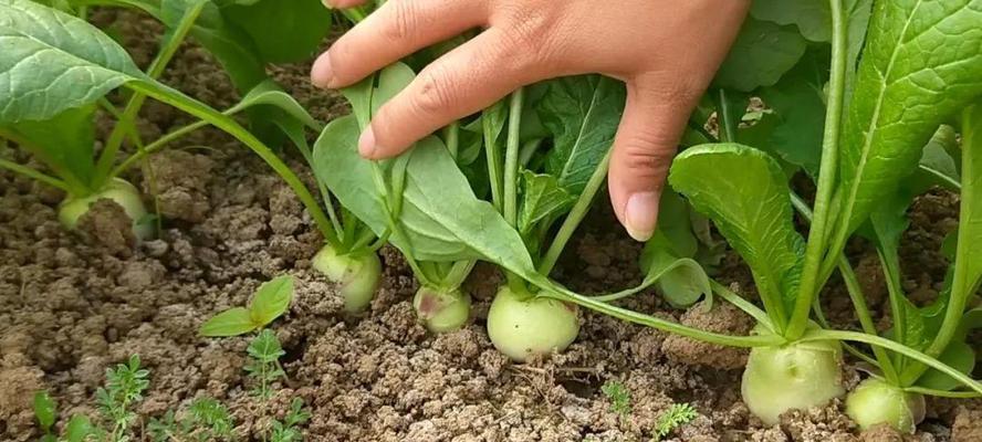 胡萝卜收获季节（种植）