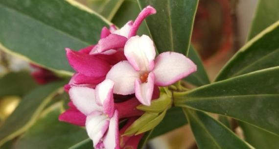 瑞香花花语之五彩斑斓的情感世界（探寻不同颜色瑞香花所代表的情感与含义）