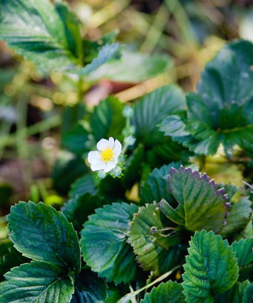 草莓花的象征意义和特点（探寻草莓花的美与寓意）