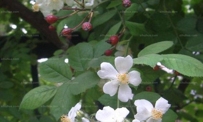 茶蘼花的寓意与象征（探索茶蘼花在文化和艺术中的丰富内涵）