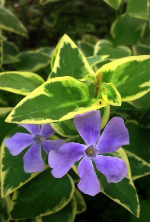 常春藤花语（探索常春藤花的寓意）