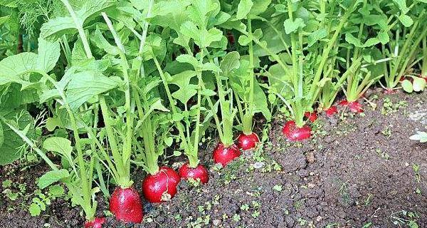 萝卜种子的种植时间和方法（在家种植营养丰富的萝卜）