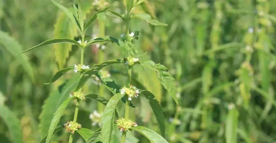 螺丝菜种植全指南（从种植时间到收割技巧）