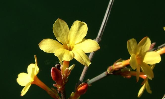 傲慢高傲的花（探索花朵中的自负与高傲）