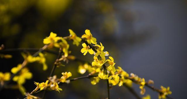 痴情之花（从忠诚之木到爱恋之花）