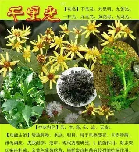 罗汉果花叶病的预防和治疗（罗汉果花叶病症状及防治方法）