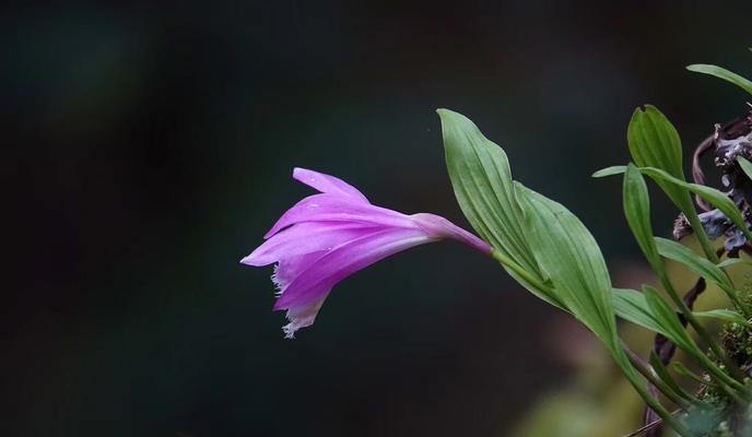 迎风独立，坚强向前（以代表独立自强的花寓意坚强独立为主题的文章）