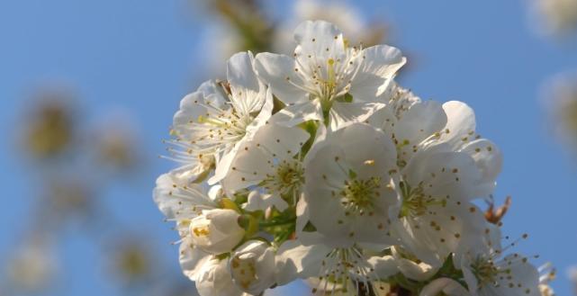 高冷孤傲之花——茉莉花（清幽如玉）