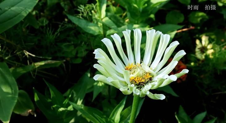 高雅之美——代表高雅的植物（从花朵到叶子）