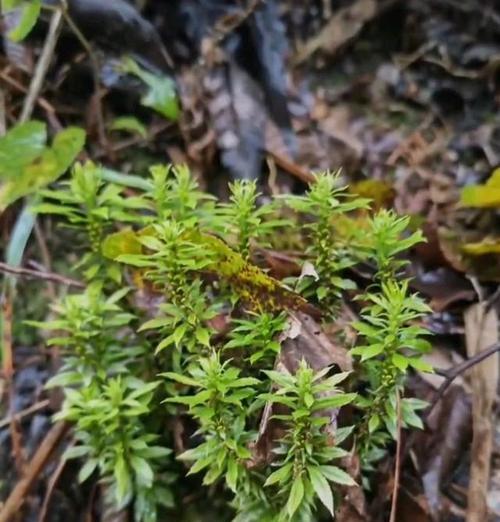 坚韧的植物（以代表坚韧的植物探索自然界的奇迹）