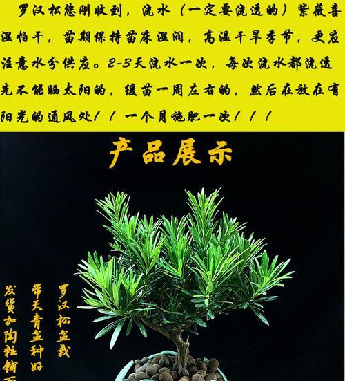 浇水成就罗汉松茁壮成长（罗汉松的水分需求及浇水技巧）