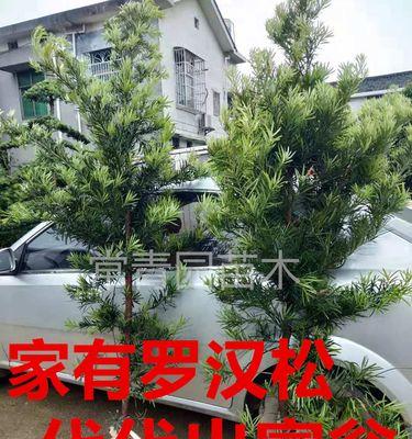 罗汉松在家门口种植指南（掌握技巧）