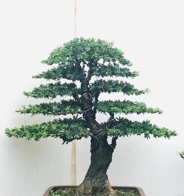 罗汉松在家门口种植指南（掌握技巧）