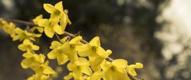 花开兄妹情（一束鲜花）