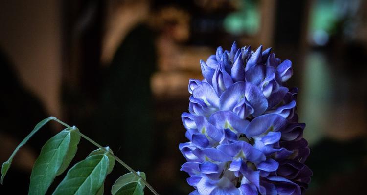 花开神秘之美（探索花海）