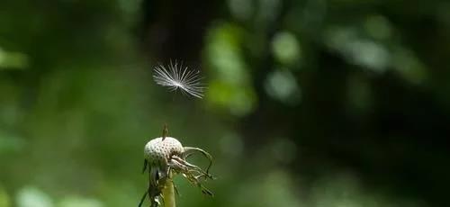 执着的植物（以代表执着的植物为主题的探索与启示）