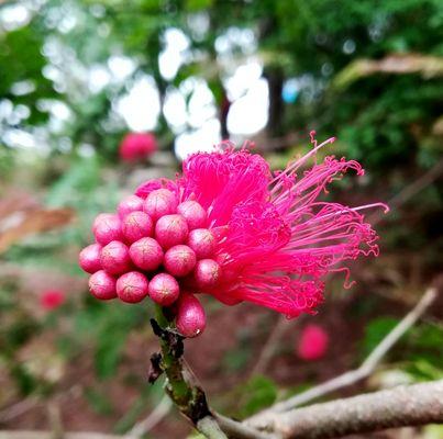 自由之花（探索自由之花的世界）