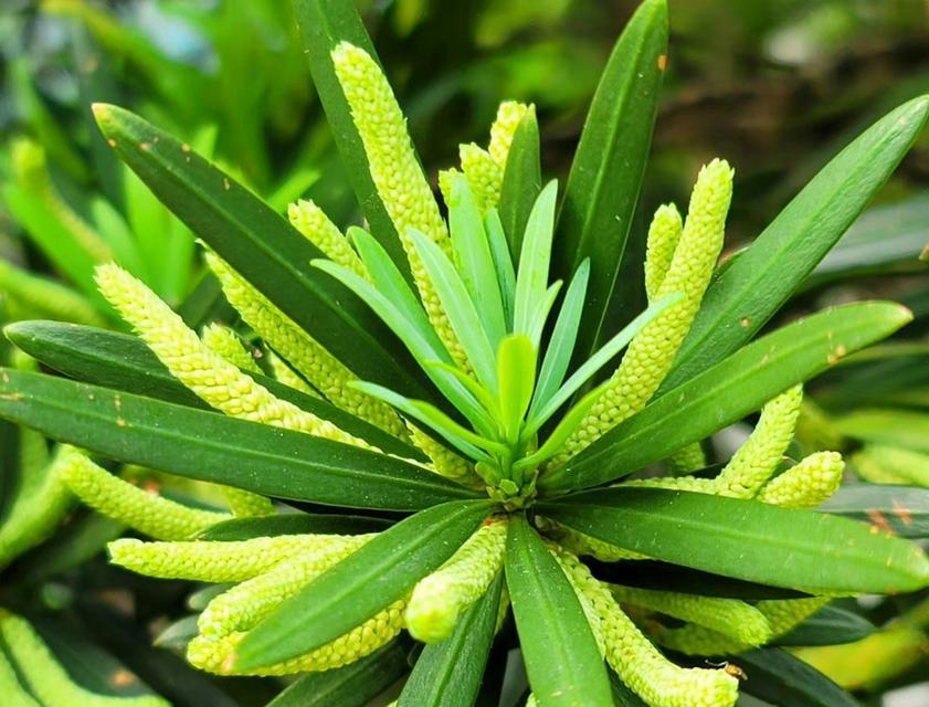 罗汉松种子发芽时间的研究（探究罗汉松种子的发芽过程及其影响因素）