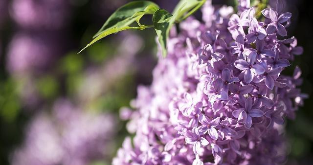 丁香花的花语及代表意义（香气四溢、深情厚意）