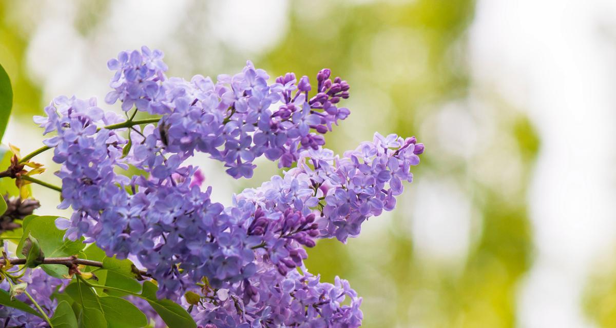 丁香花语的深意（揭秘丁香花所代表的五种意思）