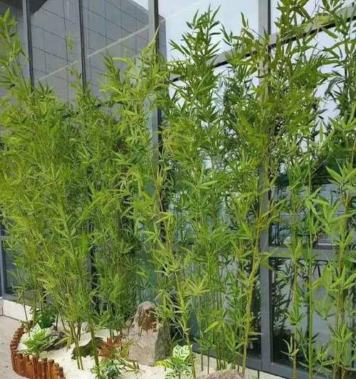 罗汉竹喜阳还是喜阴（绿色植物生长条件的关键）