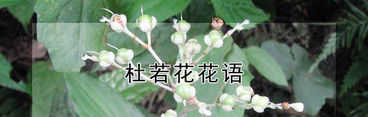 杜鹃花语与代表意义——春天的使者（以杜鹃花为媒介）