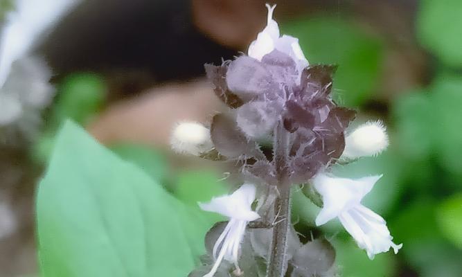 罗勒的花期与开花特征（探究罗勒开花的过程及花朵形态）