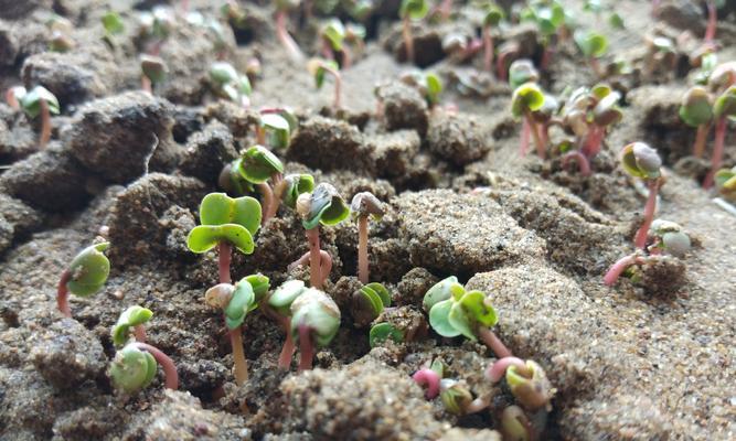 罗勒种子发芽时间及种植技巧（种子大小）