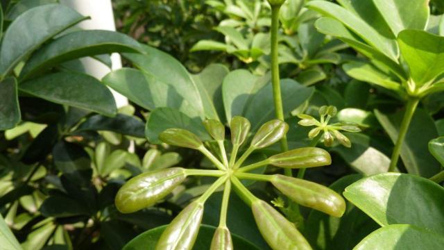 以鹅掌开花（神奇植物的奇迹色彩与象征）