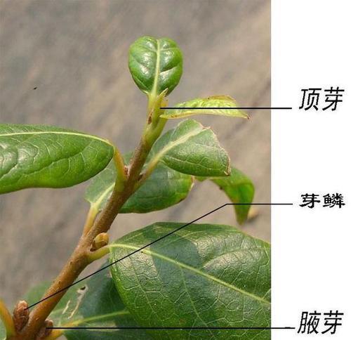 裸子植物种子的形成过程（了解裸子植物繁殖的秘密）