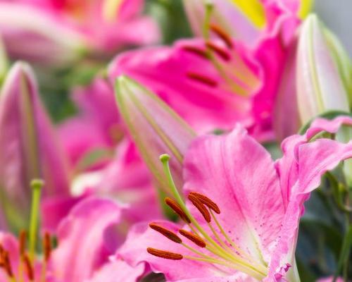 粉色百合花的花语和寓意（探索粉色百合花的象征和意义）