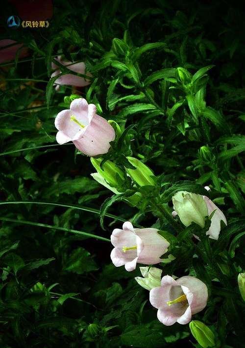 风铃子的花语与代表意义（探寻风铃子的神秘意蕴）