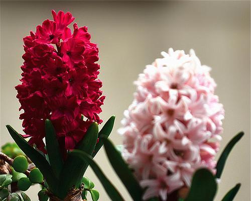 风信子花的象征意义与寓意（美丽）