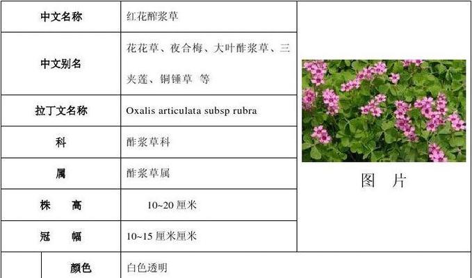 洛神花种子的收集与播种方法（种子收集时间及保存技巧）