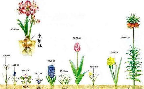 洛神花种子的收集与播种方法（种子收集时间及保存技巧）