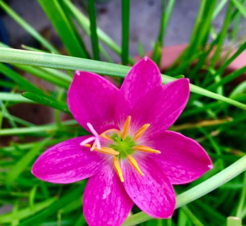 风雨兰的花语与寓意（探寻风雨兰的花语）