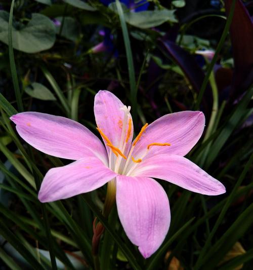 风雨兰的花语（探寻风雨兰花的背后秘密）