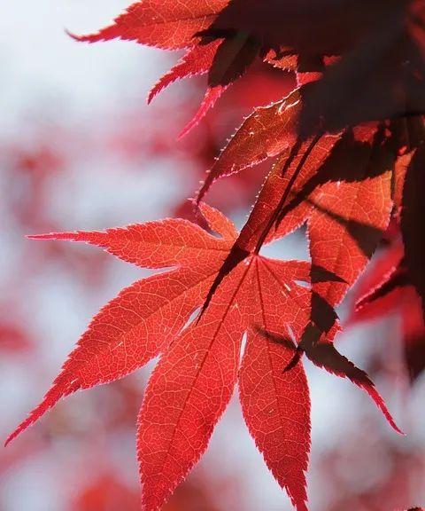 枫叶的花语（探寻枫叶的象征意义及其传承）