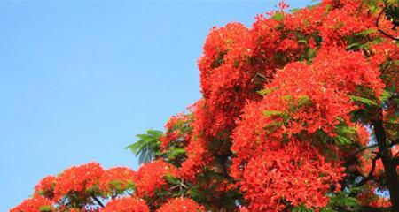 凤凰花的花语及象征意义（揭示凤凰花所传达的美丽与坚韧）