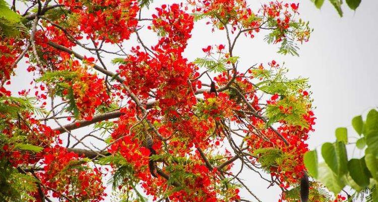 凤凰花的花语及其寓意（凤凰花的美丽与希望）