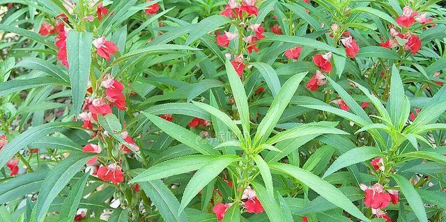 凤仙花（凤仙花的象征意义及其文化背景）