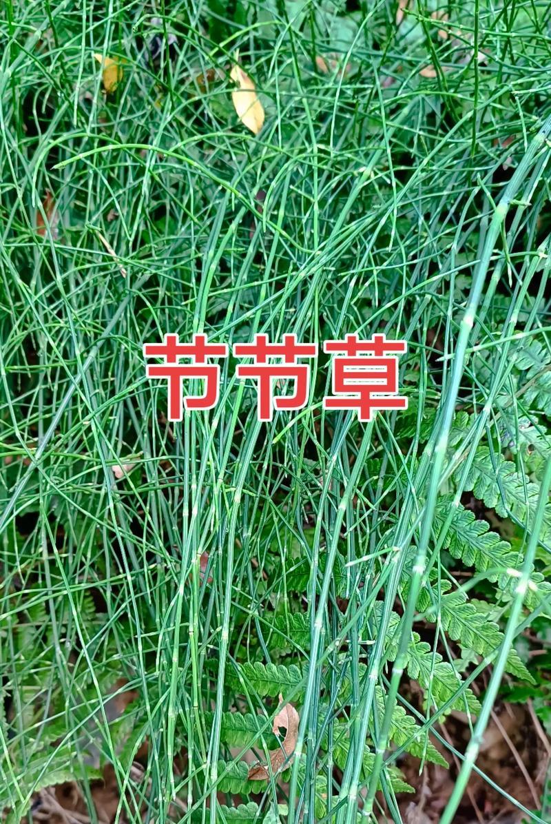 麻黄草与节节草的区别（草本植物中的两个不同种类）