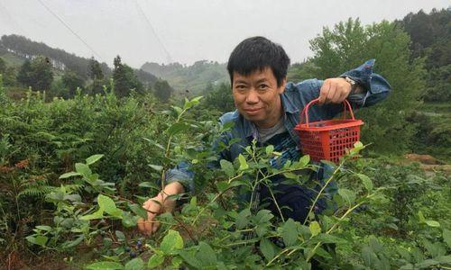 麻江蓝莓的成熟时间及采摘方法（如何掌握麻江蓝莓的成熟时间和正确采摘方法）