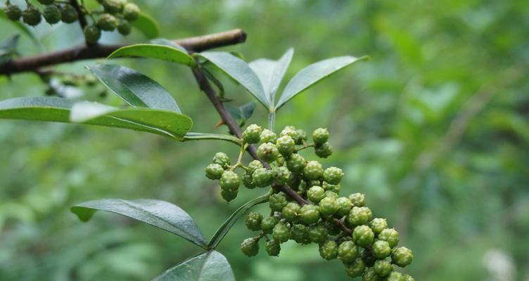 麻椒采摘时间及成熟季节详解（麻椒收获期到底是什么时候？学会这些知识）